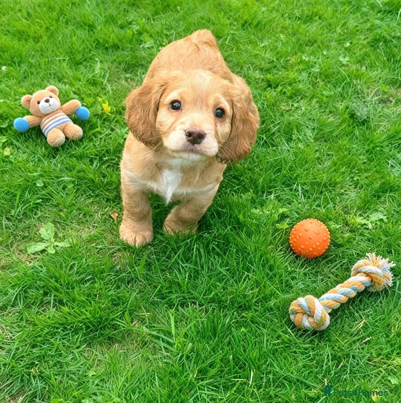 Cocker Spaniel dogs Amazing cocker spaniels  - Advert 1