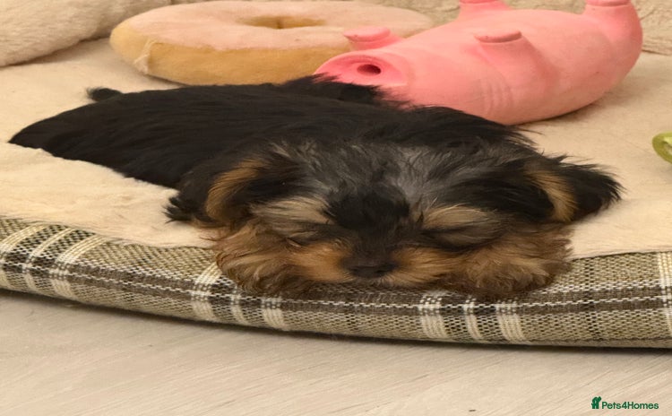 Yorkshire Terrier dogs - Advert 9