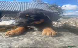Mixed Breed dogs for sale: Bearded collie x pups - Image 6