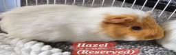 Guinea Pig rodents for sale: 🐹 Female Guinea Pigs Looking for Forever Homes 🐹 - Advert 5