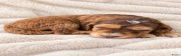 Cockapoo dogs for sale: Cockapoo puppies in Fareham - Advert 1