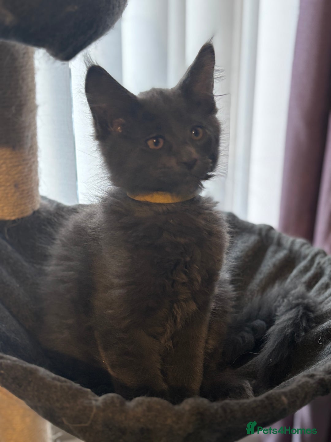 Maine Coon cats for sale: Last litter registered Maine coon kittens  - Advert 2