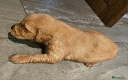 Golden Retriever dogs for stud: Gorgeous KC registered Golden Retriever stud dog  in Chesterfield - Image 13