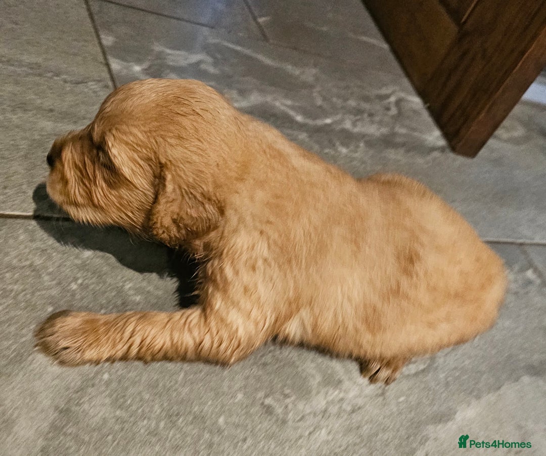 Golden Retriever dogs for stud: Gorgeous KC registered Golden Retriever stud dog  in Chesterfield - Image 13