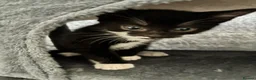British Shorthair cats for sale: The Tuxedo Esquire, Sisters - Advert 26