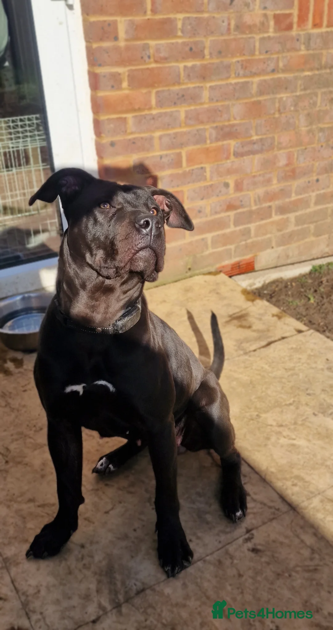 Presa Canario dogs for sale: Pedigree female presa Canario  - Advert 1