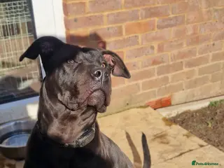 Presa Canario dogs Pedigree female presa Canario - Advert 1