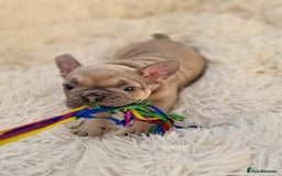 French Bulldog dogs for sale: Rosie litter  - Image 13