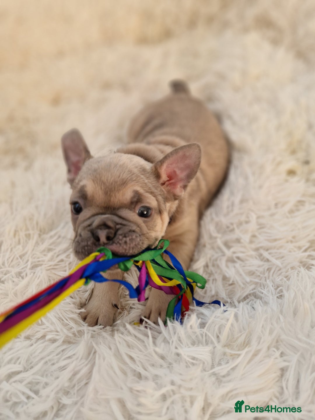 French Bulldog dogs for sale: Rosie litter  - Image 13