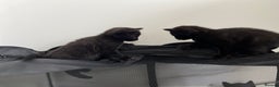 Mixed Breed cats for sale: 2x playful black tabbies - Advert 6