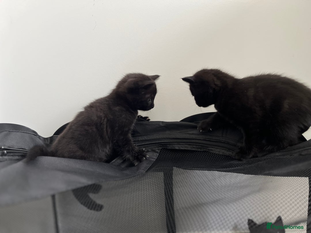 Mixed Breed cats for sale: 2x playful black tabbies - Advert 6