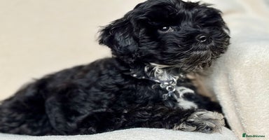 Cockapoo dogs Beautiful girl pup - Advert 10