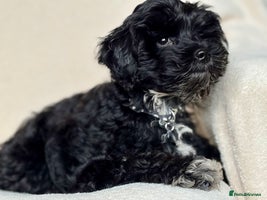Cockapoo dogs Beautiful girl pup - Advert 7
