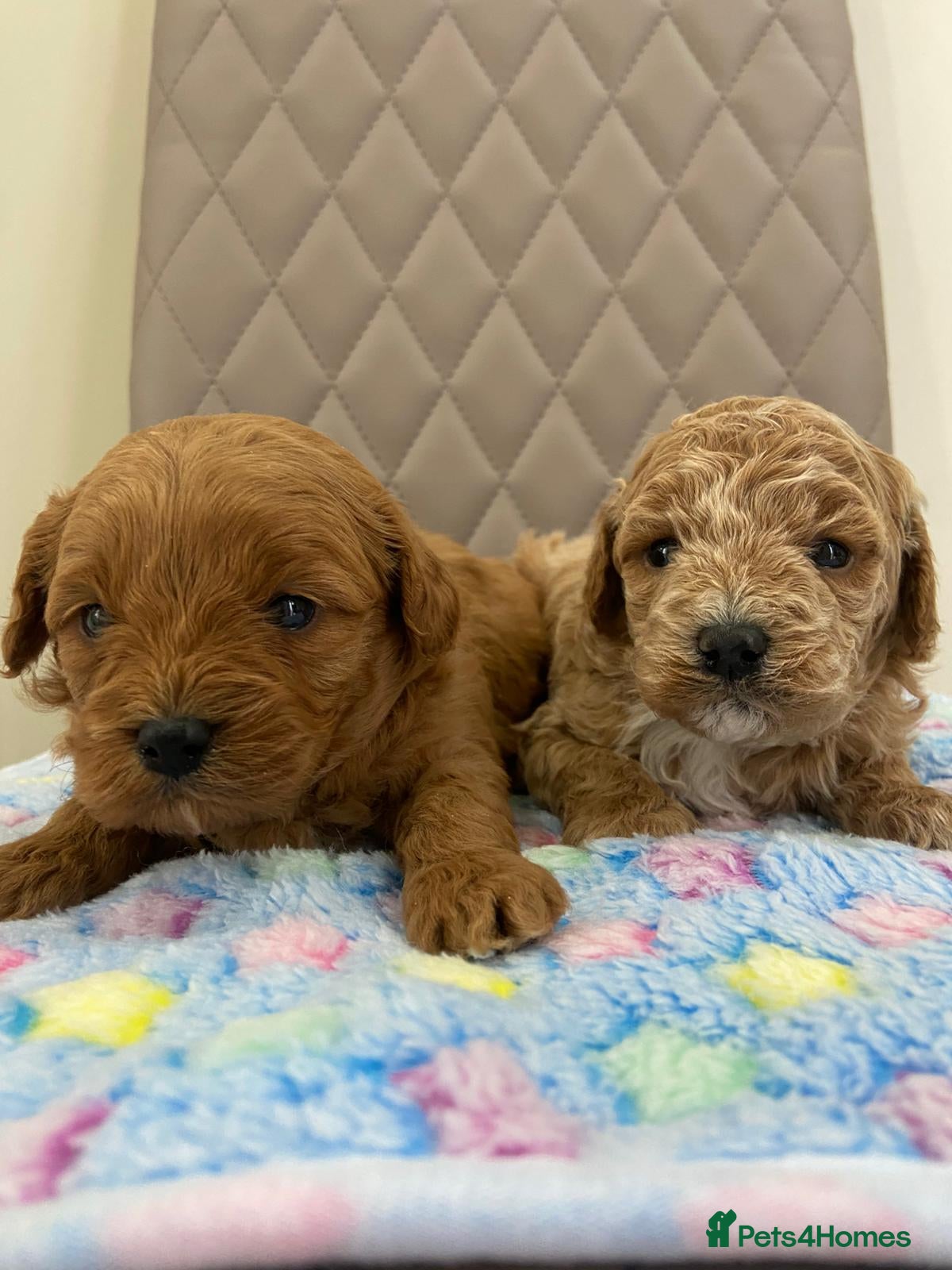 Cavapoo dogs F1 Cavapoo puppy Health Tested parents  - Advert 4