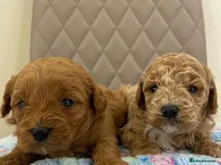 Cavapoo dogs F1 Cavapoo puppy Health Tested parents - Advert 4