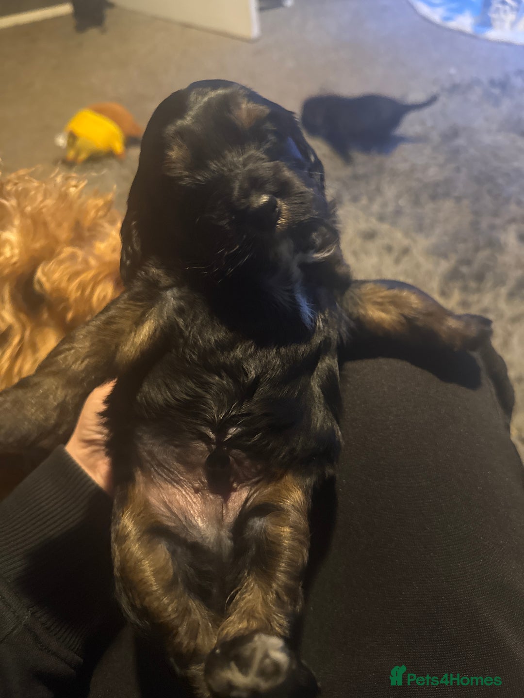 Cockapoo dogs for sale: Cockatoo pups - Advert 5