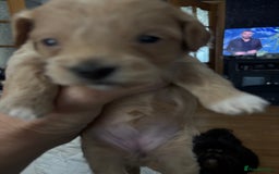 Maltipoo dogs for sale: F1 maltipoo puppies  - Image 7