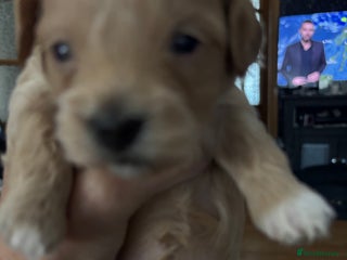 Maltipoo dogs - Advert 2