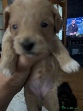 Maltipoo dogs - Advert 2