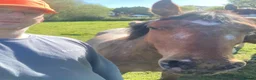 Appaloosa horses for sale: Fetti in Burry Port - Advert 3