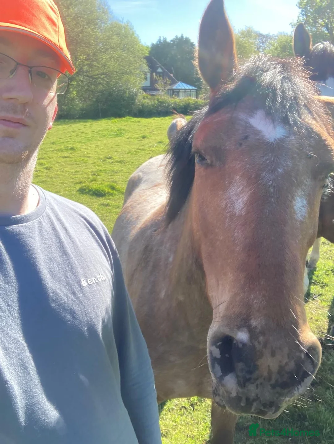 Appaloosa horses for sale: Fetti in Burry Port - Advert 3