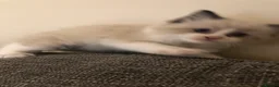 Ragdoll cats for sale: Beautiful ragdoll kitties  - Advert 15