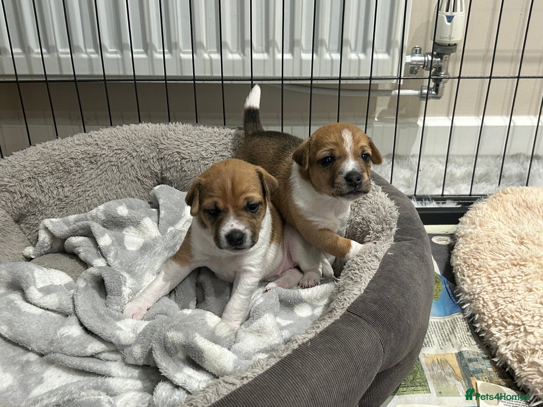 Jack Russell dogs for sale: Gorgeous Jack Russell puppies - Image 4
