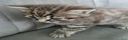 British Shorthair cats for sale: Beautiful Mixed British Shorthair Kittens - Advert 3