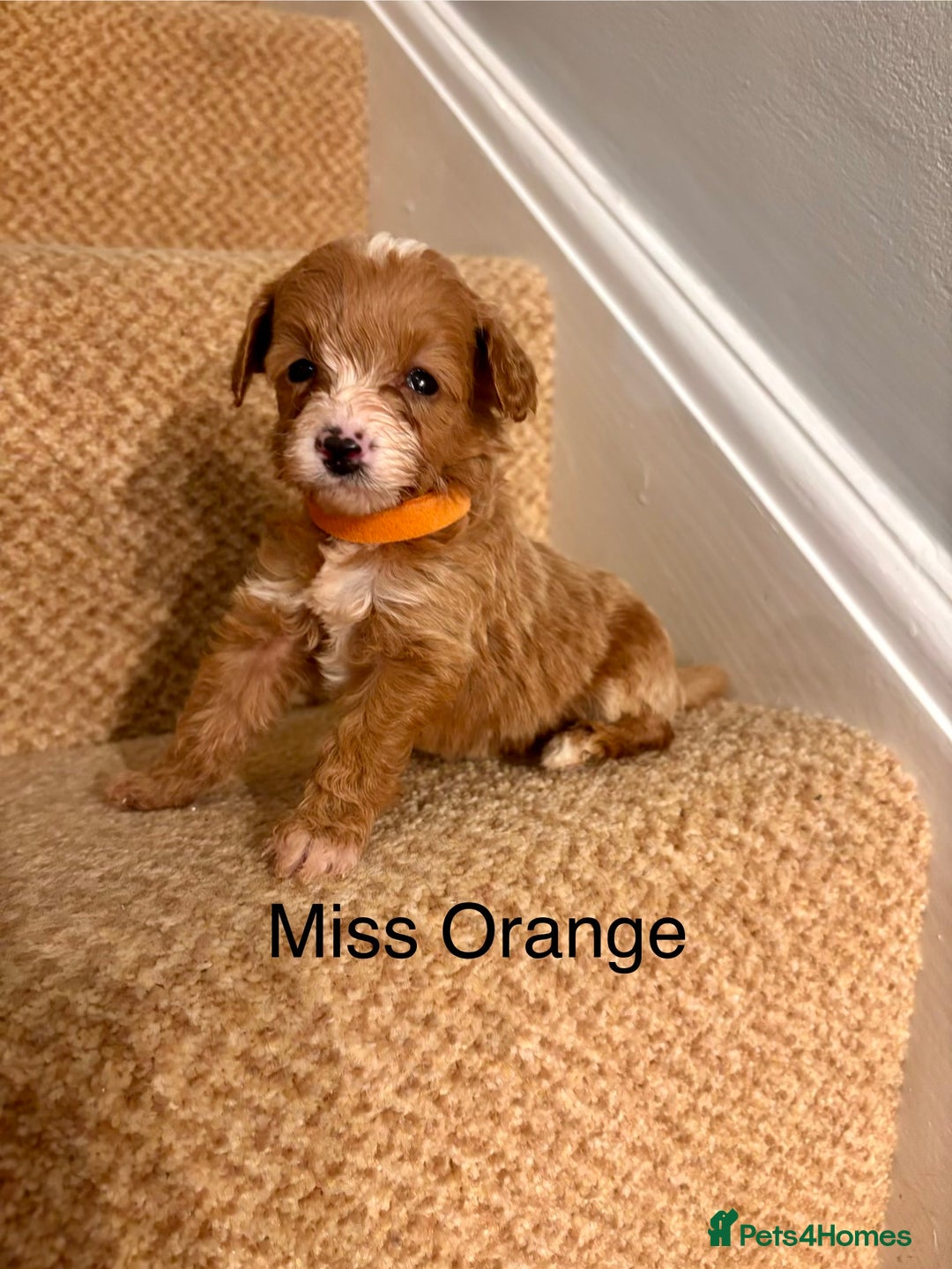 Cavapoo dogs for sale: X5 Beautiful F1b Cavapoo puppies remaining  - Advert 3