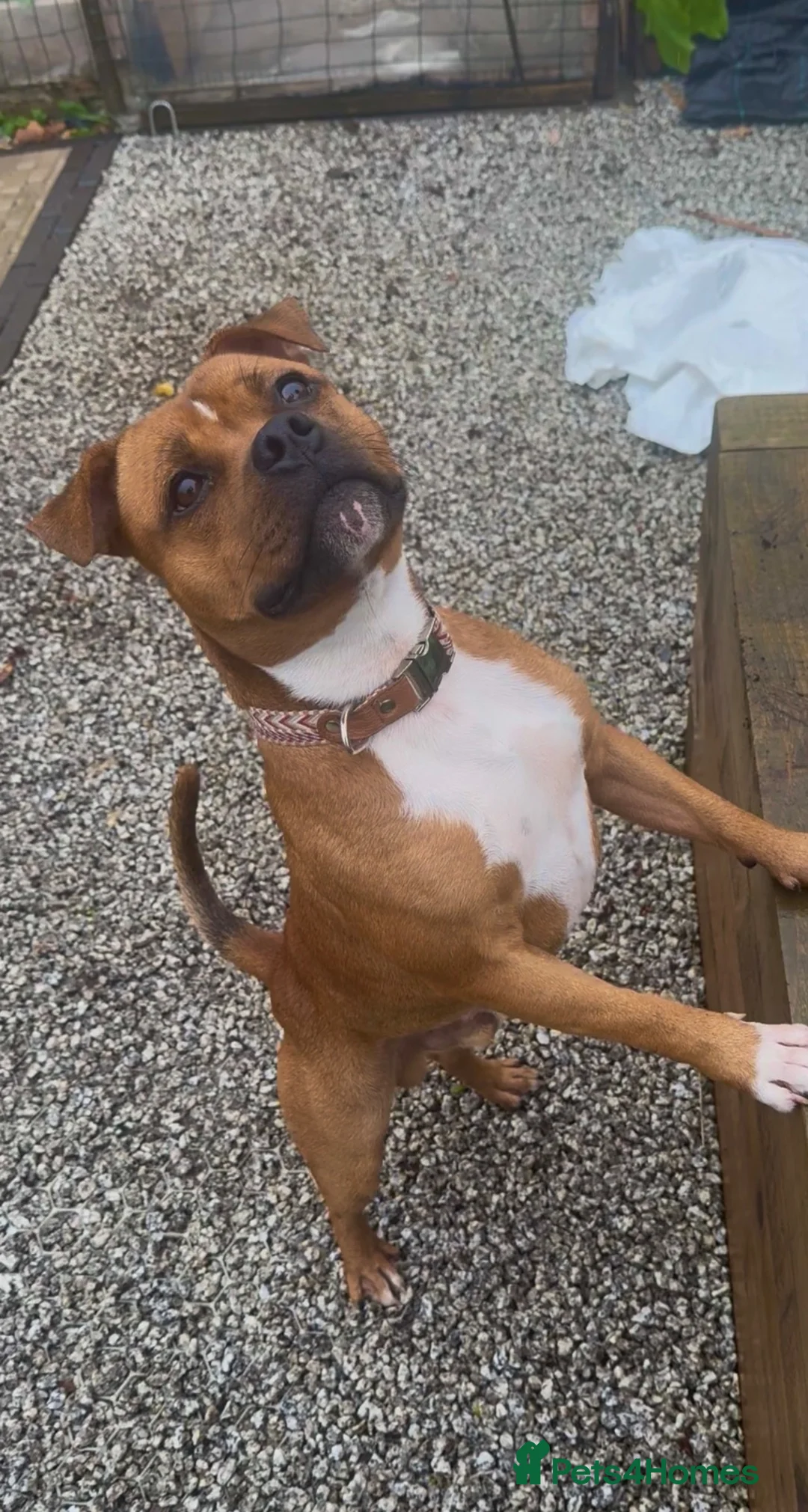 Staffordshire Bull Terrier dogs for sale: Hank. - Advert 2