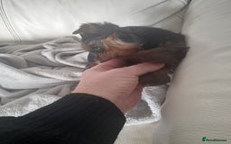 Yorkshire Terrier dogs for sale: Puppy Yorkshire terrier - Image 3