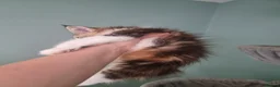 Maine Coon cats for sale: Maine Coon kittens  - Advert 12