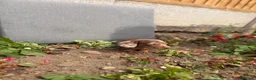 Dachshund dogs for sale: dashound’s puppies  - Advert 14