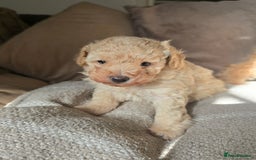 Toy Poodle dogs for sale: 💙 Beautiful tiny Toy poodle boy 💙 - Image 3