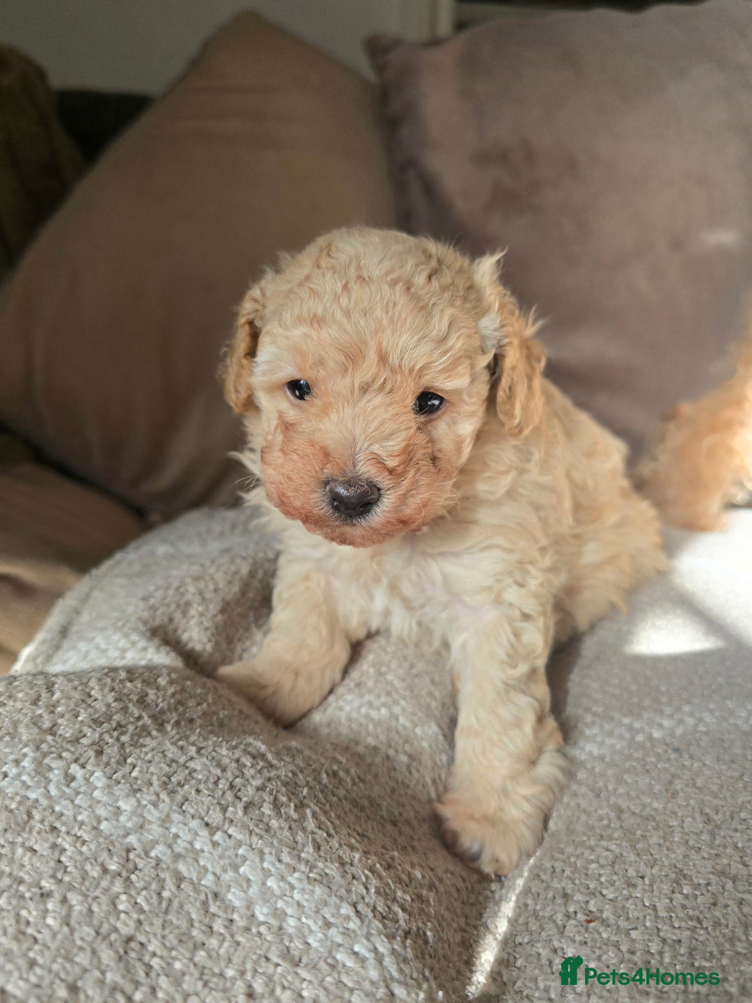 Toy Poodle dogs for sale: 💙 Beautiful tiny Toy poodle boy 💙 - Image 3