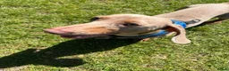 Miniature Dachshund dogs for stud: Isabella Tan KC Registered Stud  - Advert 12