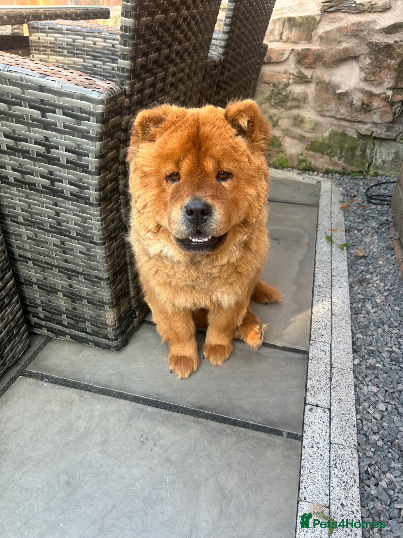 Chow Chow dogs 1 black female chow left  - Advert 6