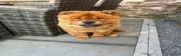 Chow Chow dogs for sale: 1 black female chow left  - Advert 1