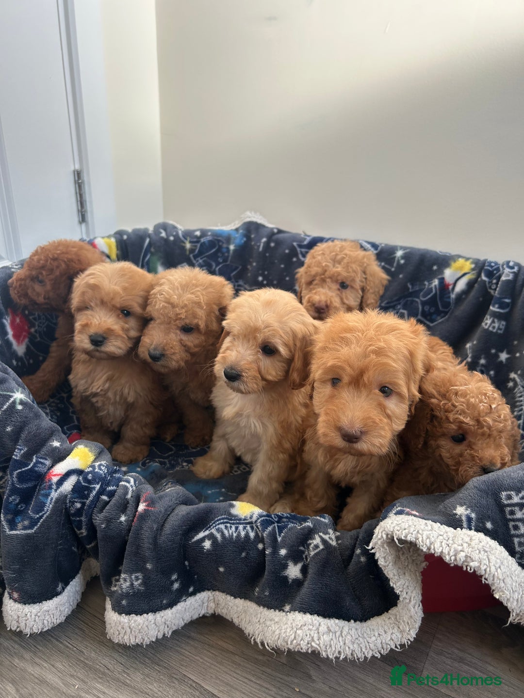 Cockapoo dogs for sale: 8 weeks old beautiful Cockapoo puppies  - Image 28