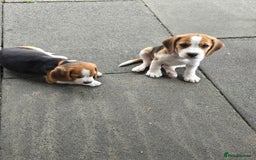 Beagle dogs for sale: 1 beagle girl left, ready now ❤️ in Warrington - Image 8