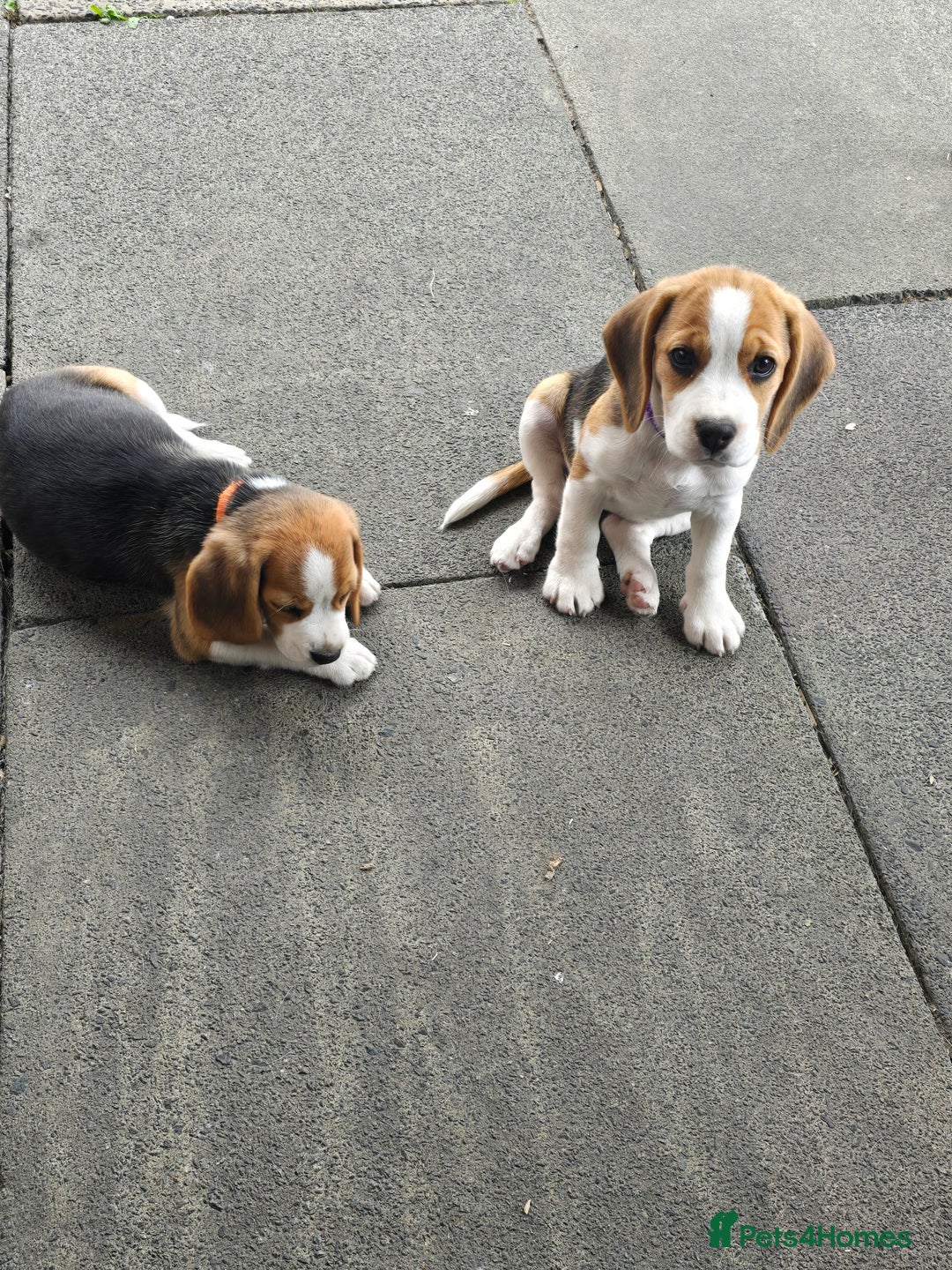 Beagle dogs for sale: 1 beagle girl left, ready now ❤️ in Warrington - Image 8