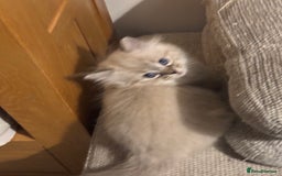 Siberian cats for sale: Two gorgeous Siberian kittens  - Image 5