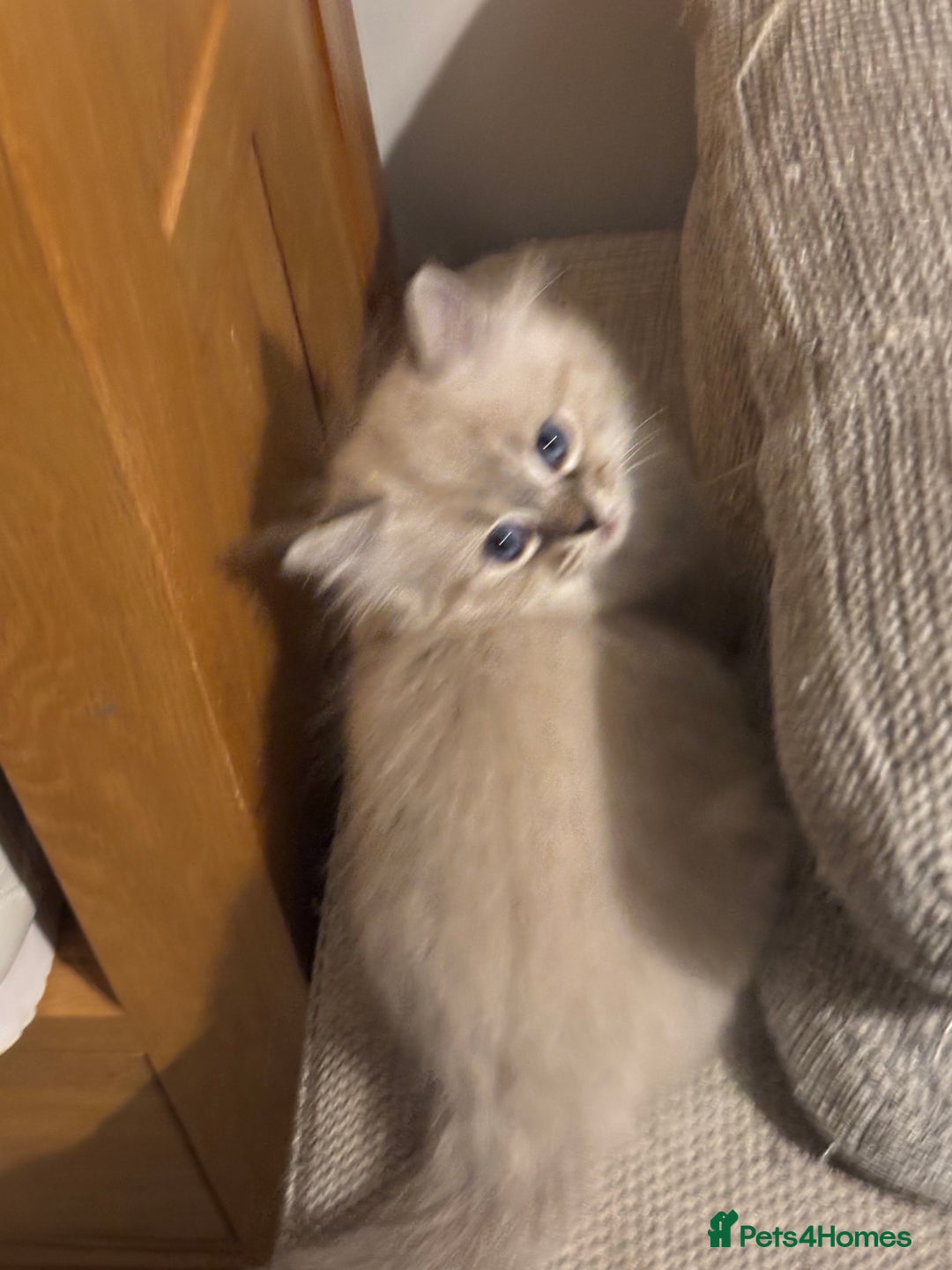 Siberian cats for sale: Two gorgeous Siberian kittens  - Image 5