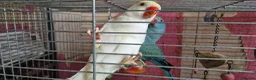 Parrots birds for sale: Indian ringnecks for sale READY TO GO - Advert 3