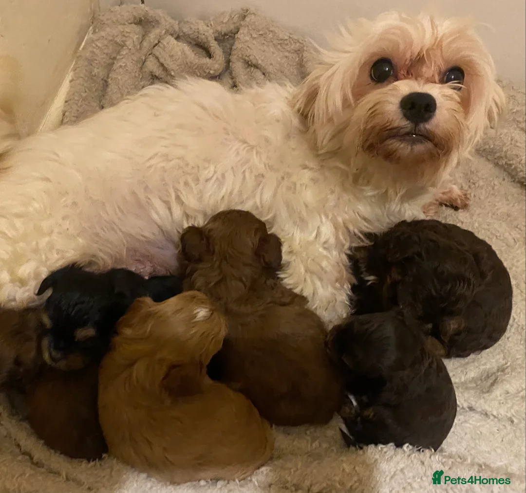 Maltipoo dogs for sale: Extensively DNA clear Maltipoo  - Advert 2