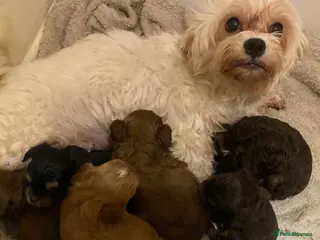 Maltipoo dogs Extensively DNA clear Maltipoo - Advert 1