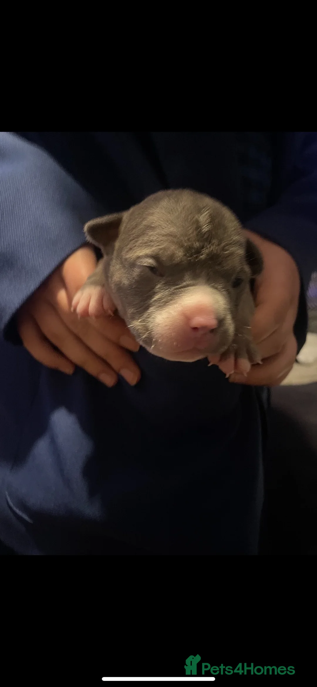 American Bully dogs for sale: American Pocket bully’s puppies  - Advert 29