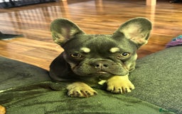 Mixed Breed dogs for sale: Re homing my dogs - Image 8