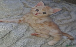 Domestic Shorthair cats for sale: 4 kittens ready to go 19th sept - Image 1