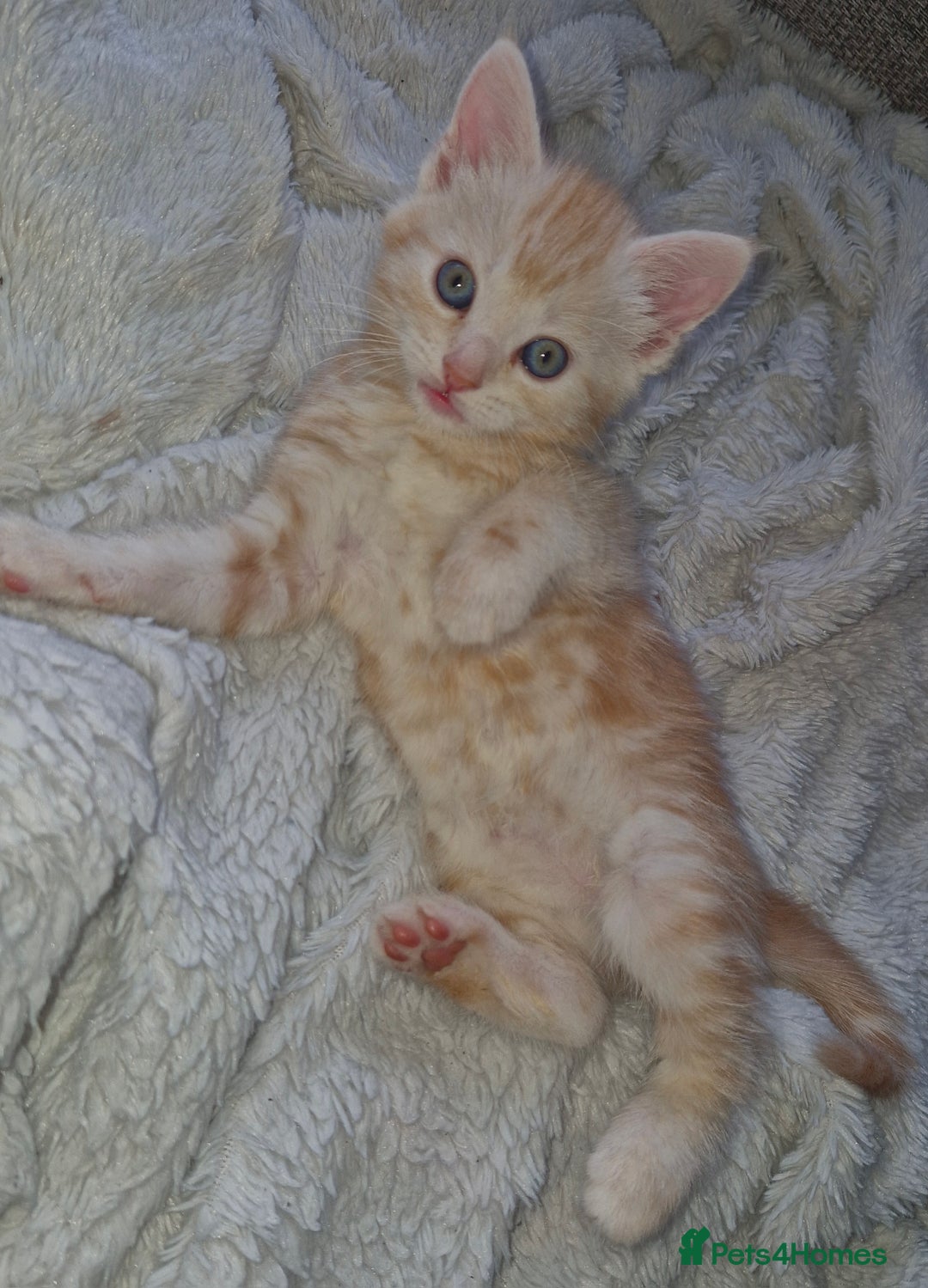 Domestic Shorthair cats for sale: 4 kittens ready to go 19th sept - Image 1